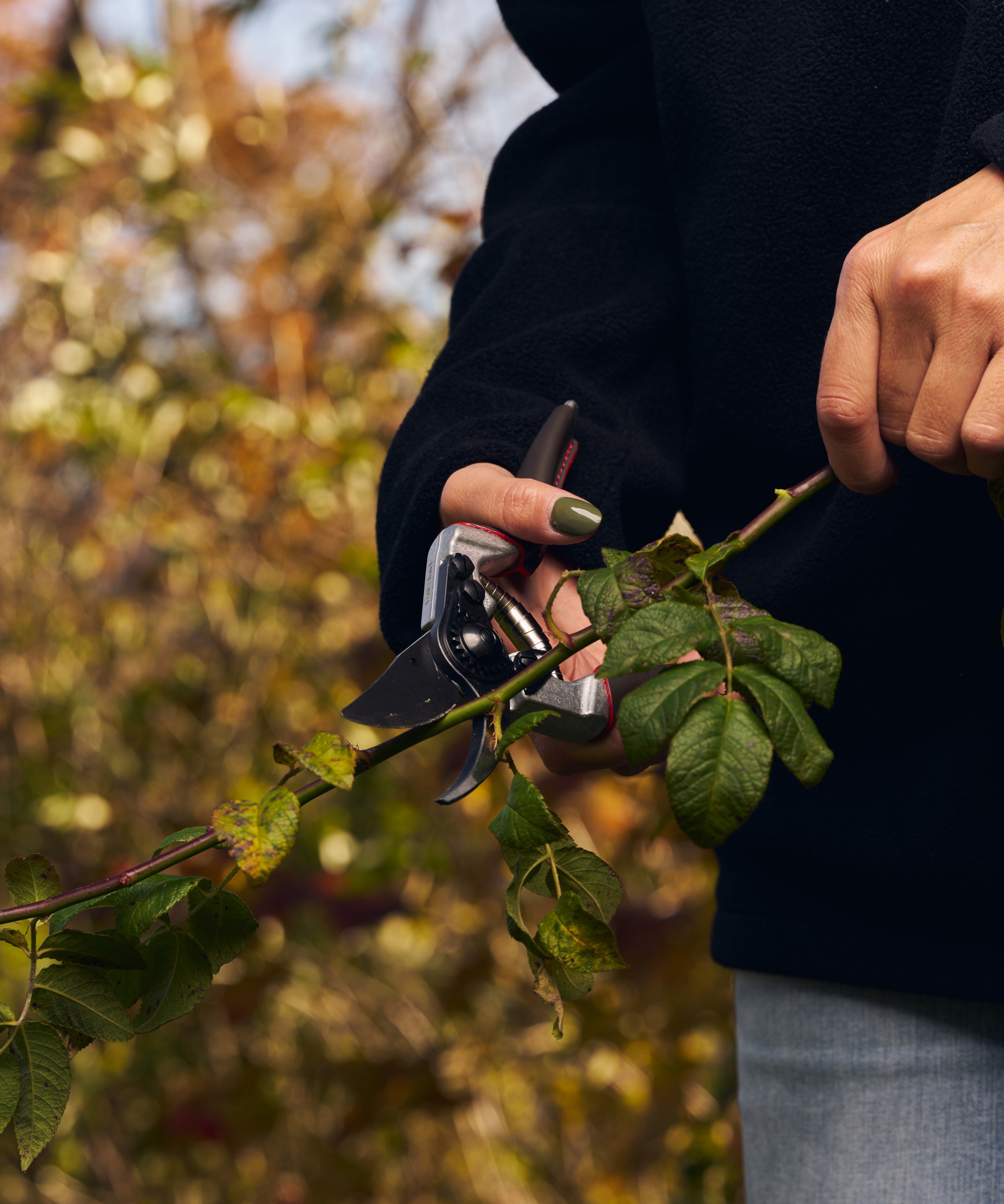 A gardener uses a pair of Felco 8 Elite pruning shears to prune a rose bush