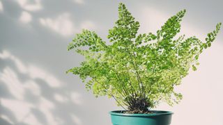 A potted southern maidenhair fern