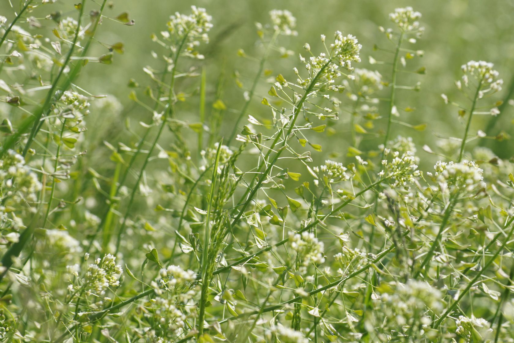 Does killing weeds with salt really work? Gardeningetc