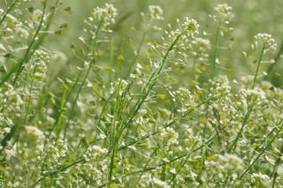 shepherds purse