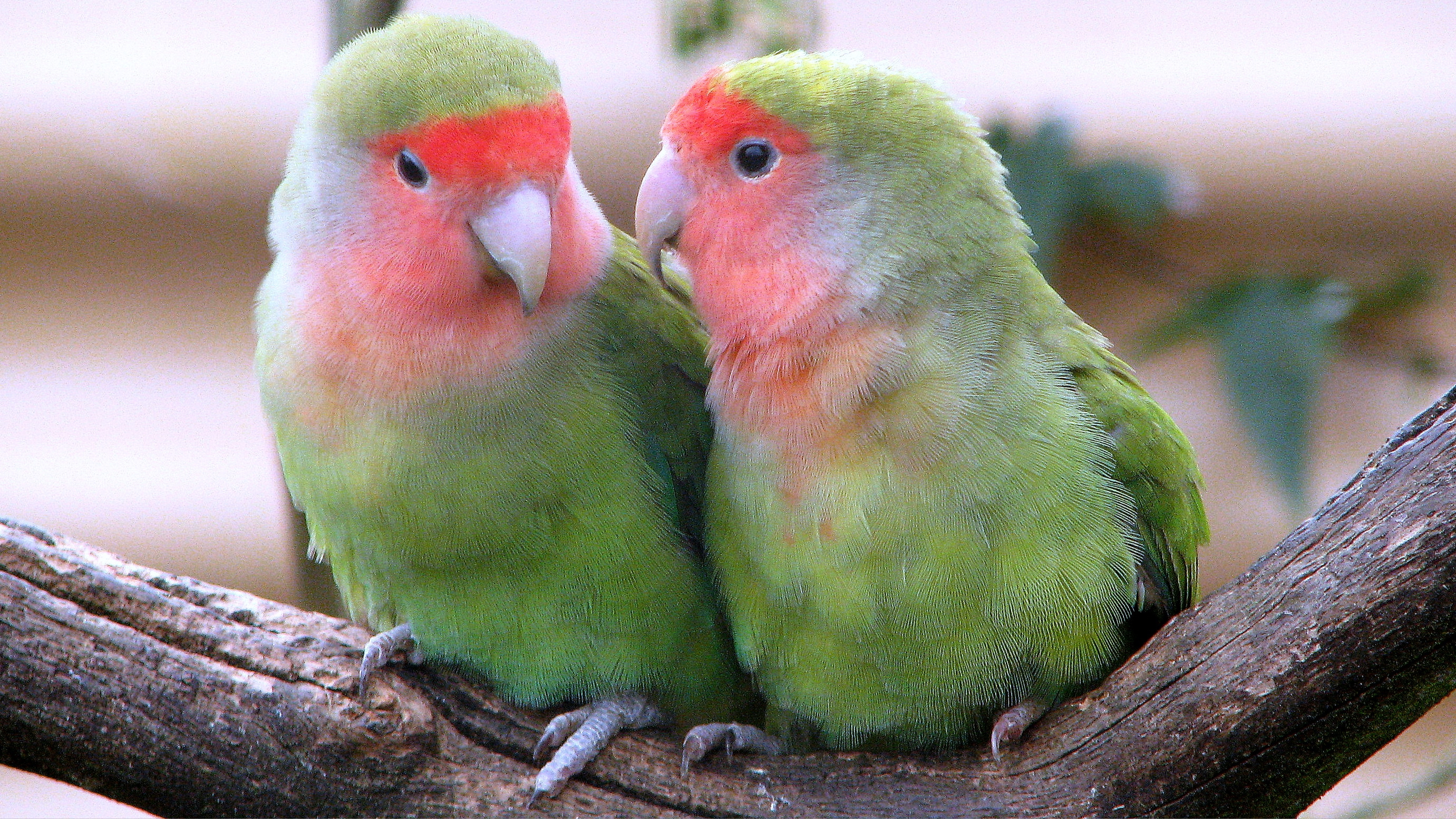 Lovebirds