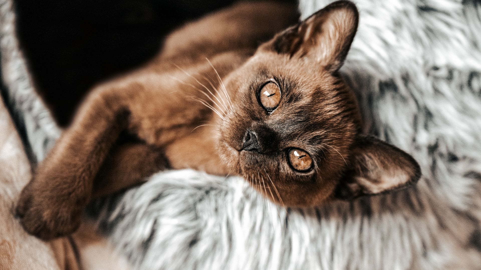 a brown kitten with a wide but narrow head and a shiny black nose lies in a grey fluffy cat bed