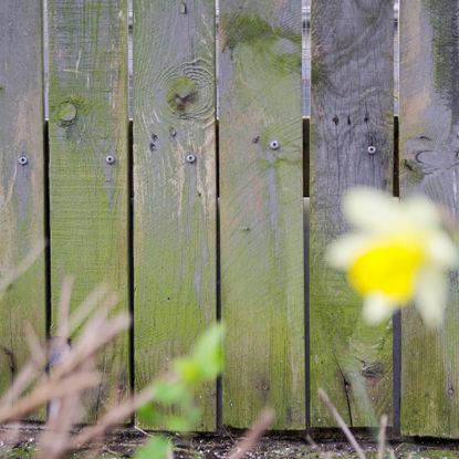 Wooden fence with green algae