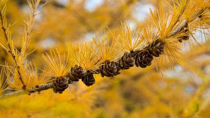 tamarack branch with yellow needles and cones