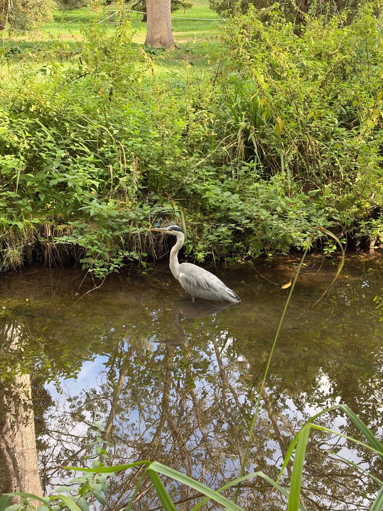 Grey heron standing in a calm stream surrounded by lush plants, with trees reflected in the water.