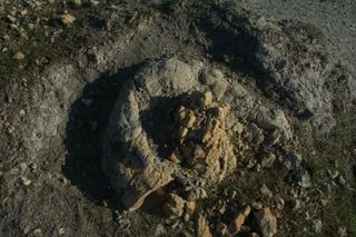 fossil ambergris