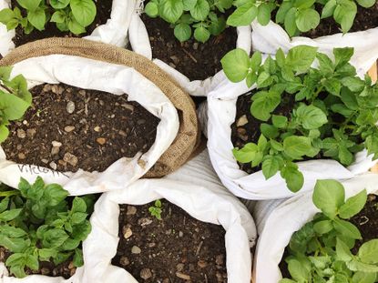 how to grow potatoes in a bag multiple potato plants growing in bags