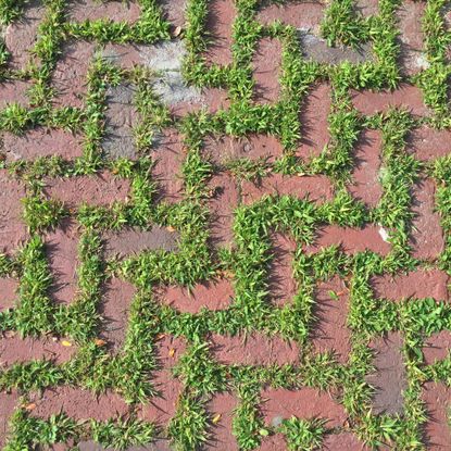 Weeds growing between paver bricks on patio