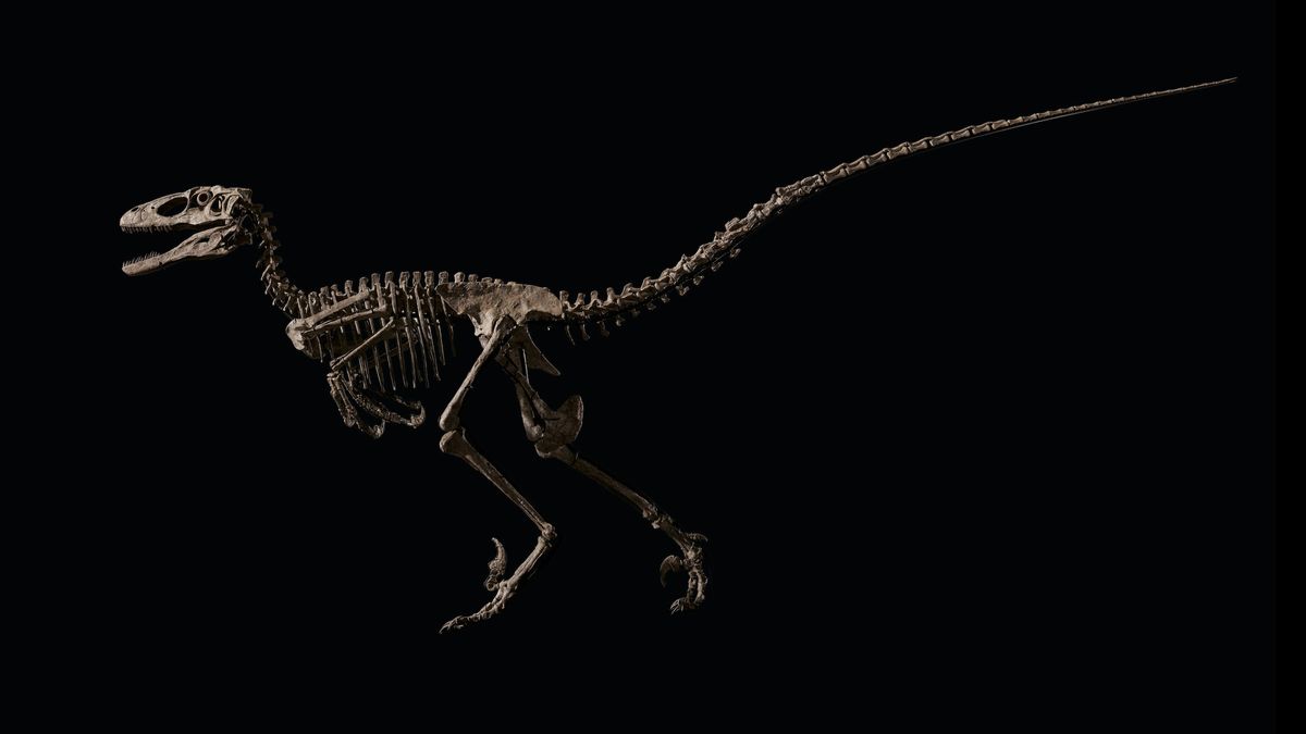Sold! Dinosaur skeleton that inspired Velociraptors from 'Jurassic Park' auction..