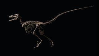 A photo of an entire Deinonychus skeleton. The Deinonychus specimen is about 10 feet (3 meters) long.