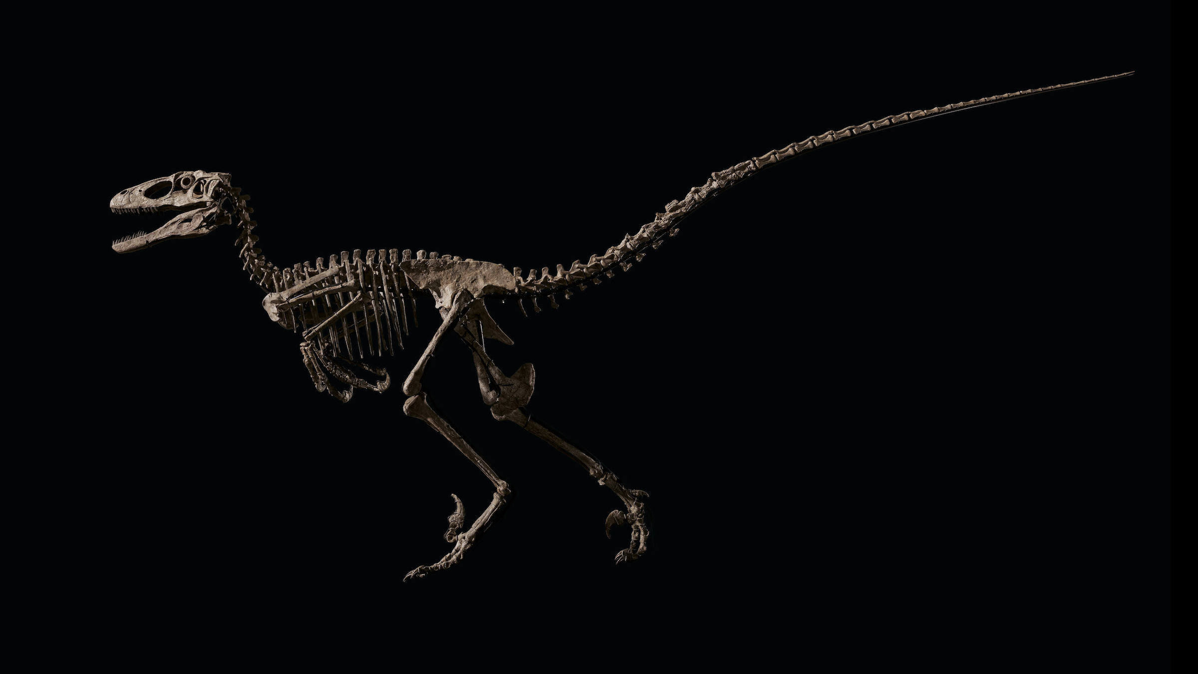 Sold Dinosaur Skeleton That Inspired Velociraptors From Jurassic Park Auctioned For 12 4 Million Live Science