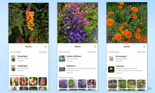 Visual Look Up on iOS used to identify plants