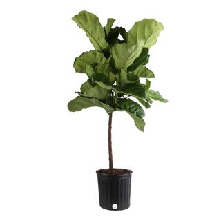 A tall fiddle leaf fig plant