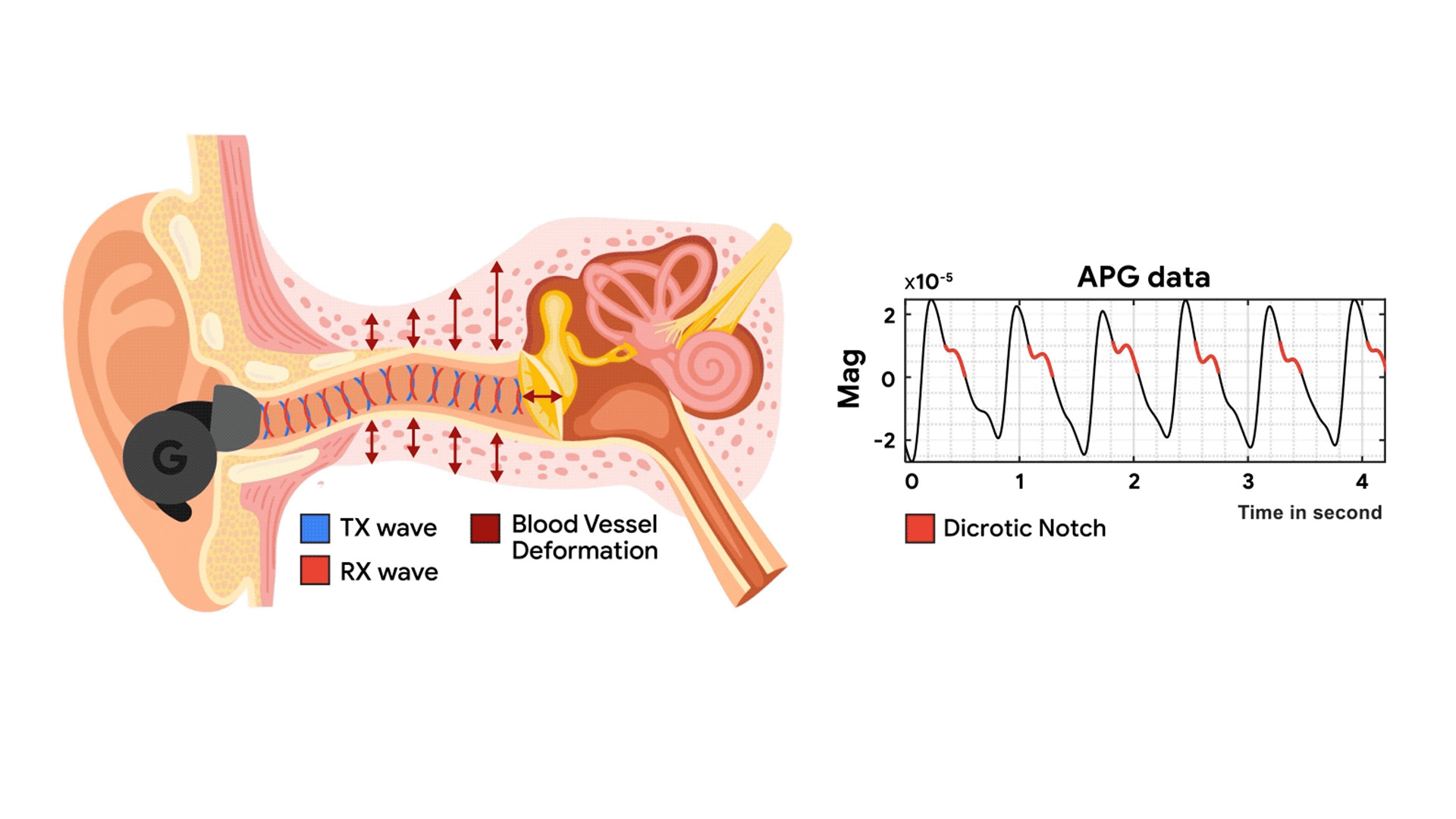 APG earbuds detecting heart rate