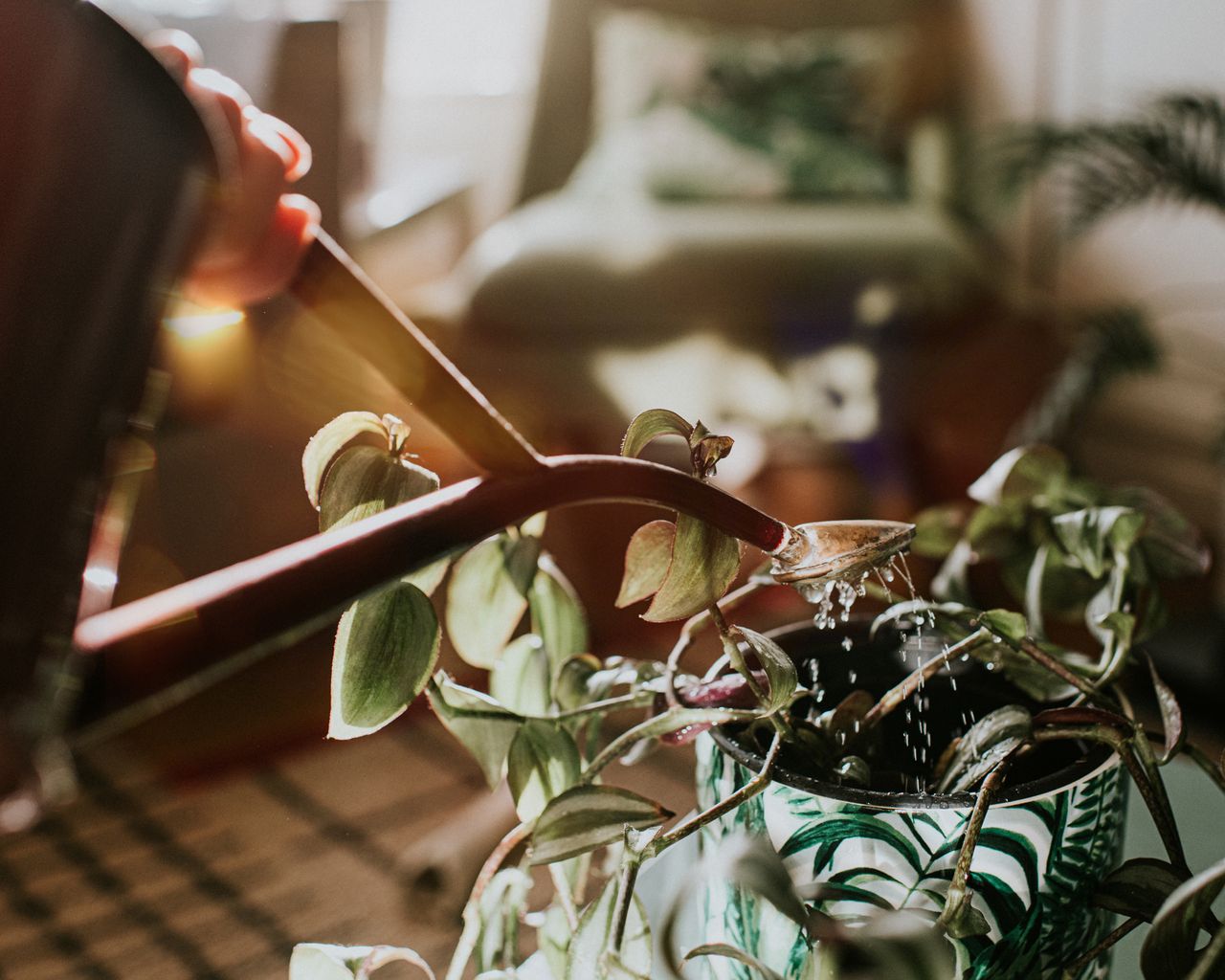 Watering house plants with a watering can