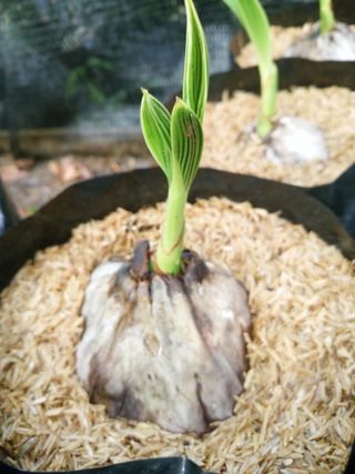 Coconut seedlings growing in a bag with rice hulls on the surface of the soil