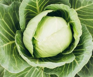 A large green summer cabbage in the vegetable garden