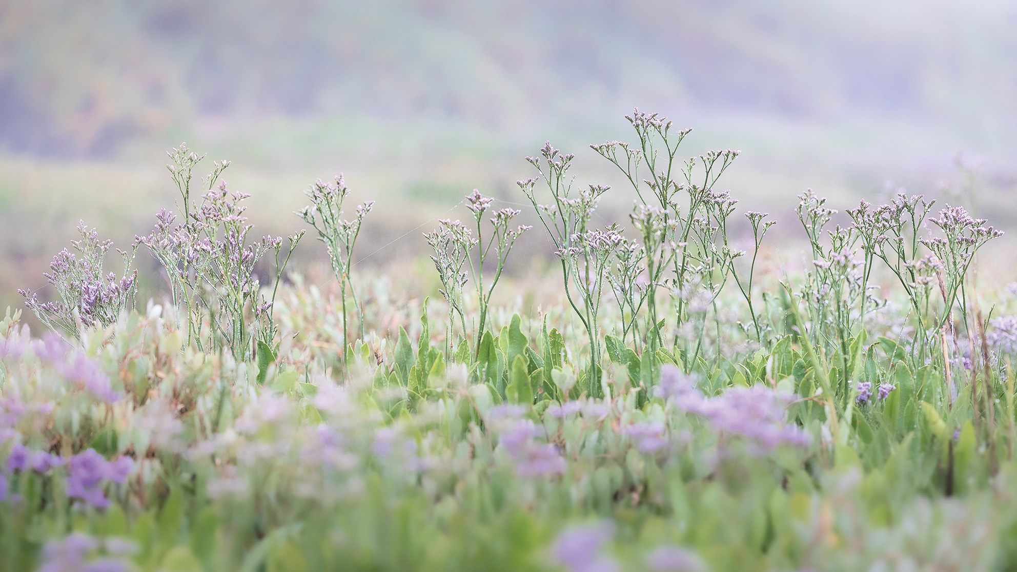 A serene meadow filled with delicate, pale purple wildflowers and lush green leaves, set against a soft, misty background. The scene evokes tranquility