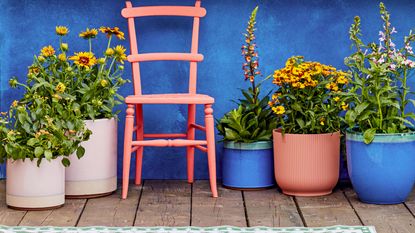 summer containers against a blue painted wall