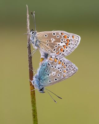 Wildlife close-up of two mating blue butterflies