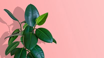 Ficus houseplant on pink background