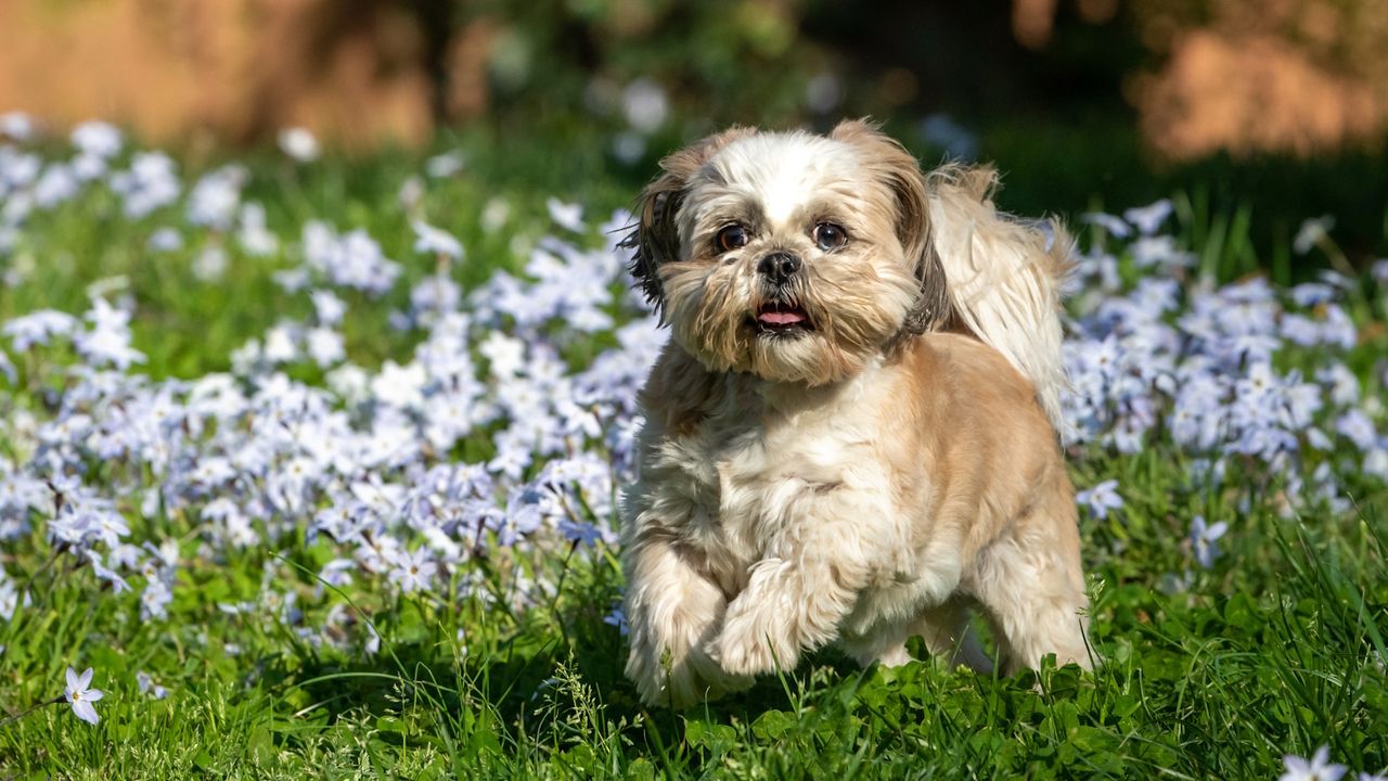 Pet-friendly ground cover plants