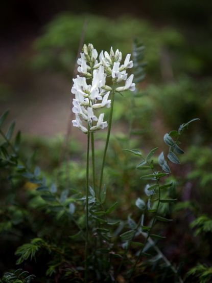 White Locoweed