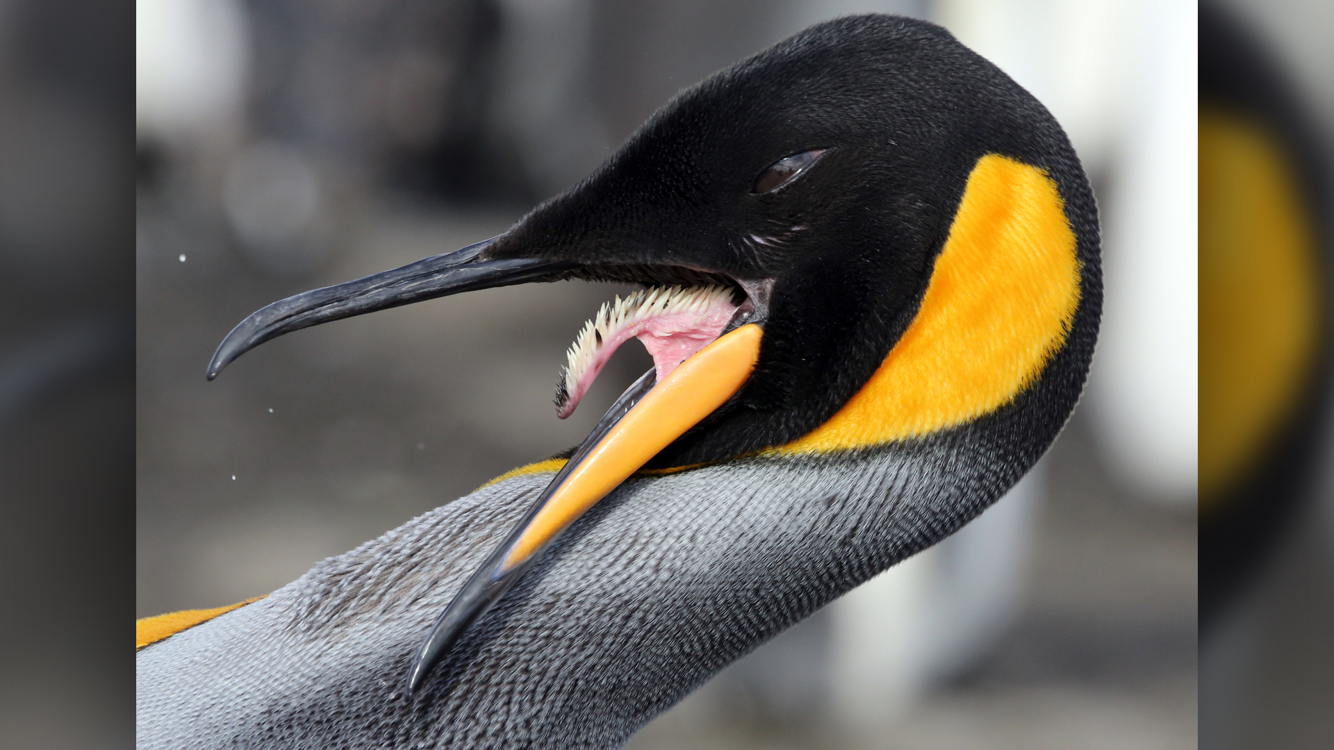 A penguin with its beak wide open showing its tongue