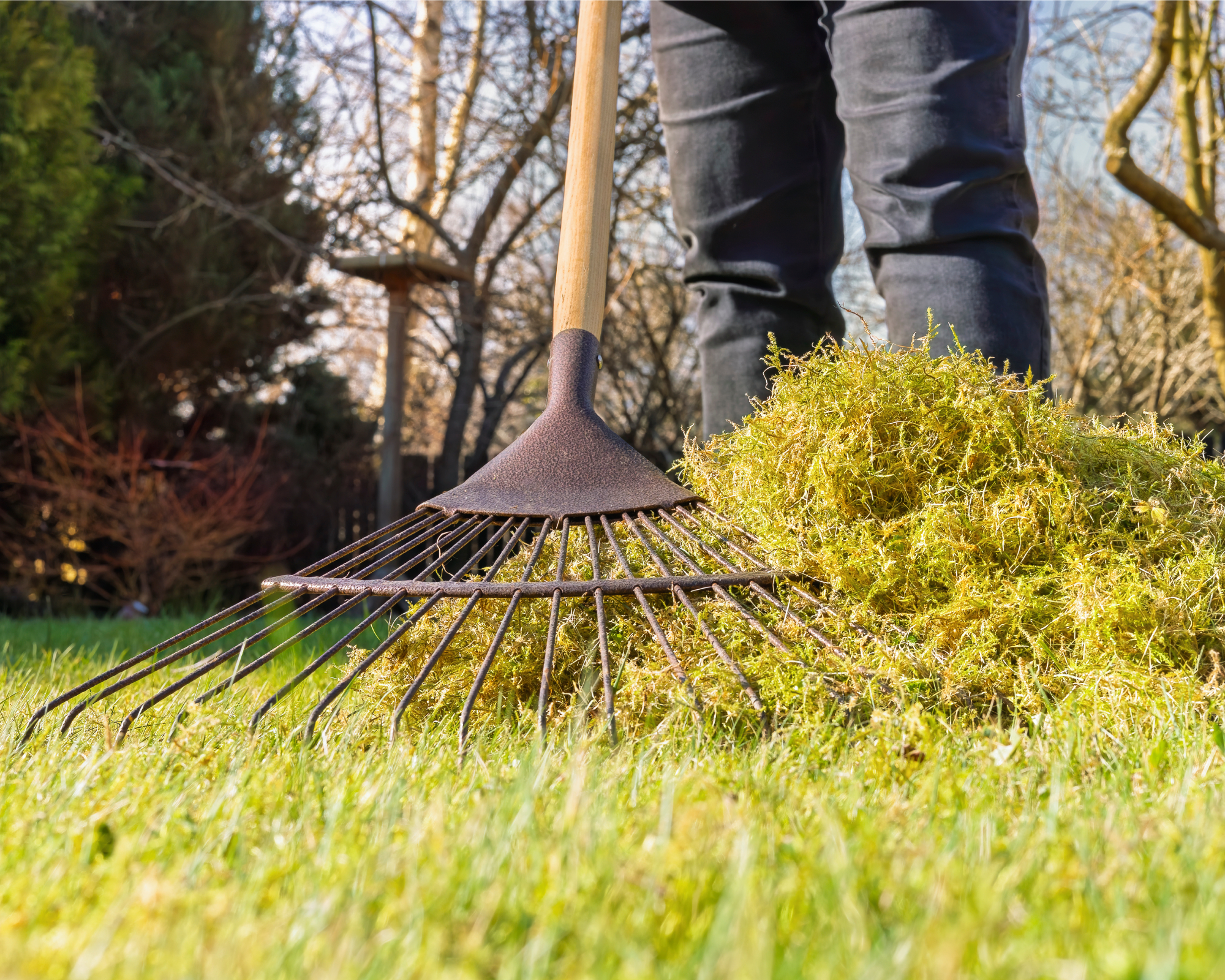 Raking moss in lawn