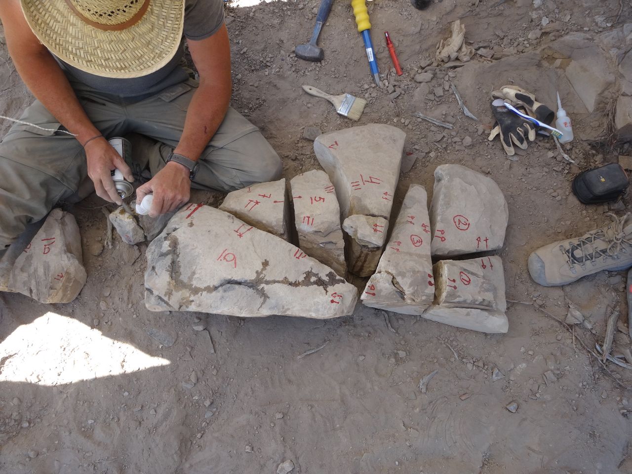 Herman Winkelhorst assembles the rock blocks holding the skeleton of Cymbospondylus duelferi at the excavation site in the Augustas Mountains.