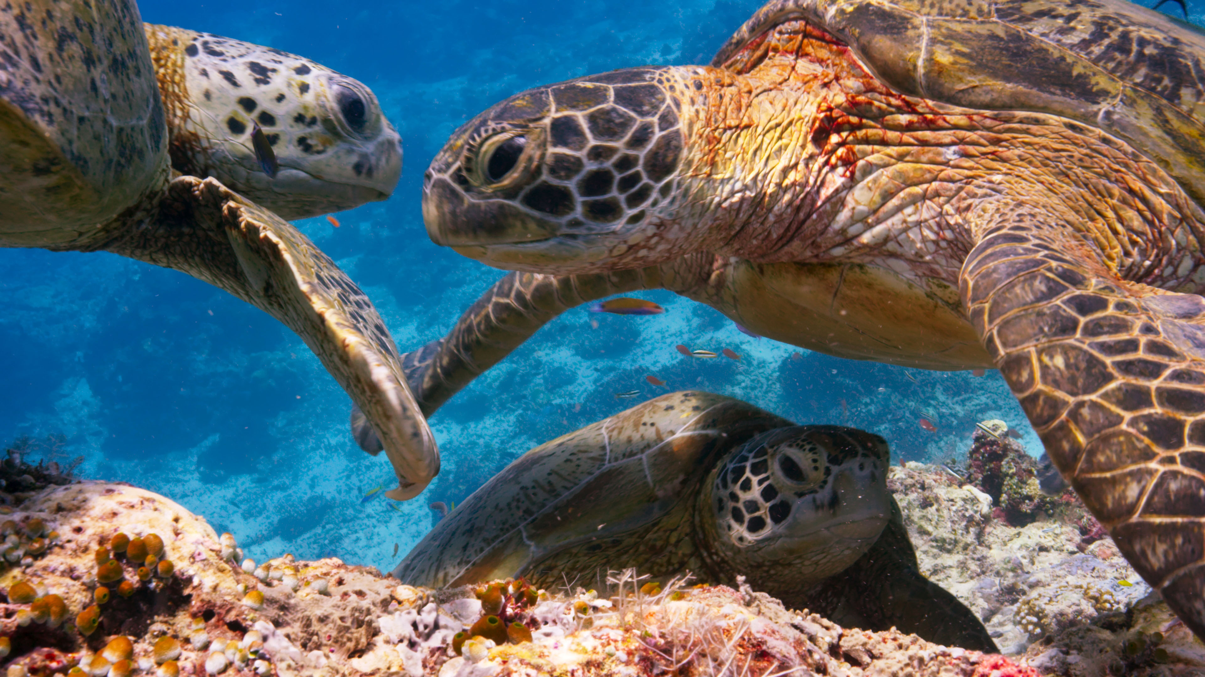 blue planet 2 coral reefs