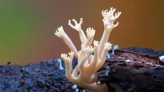 A Candelabra Coral fungus (Crown-tipped coral fungus)