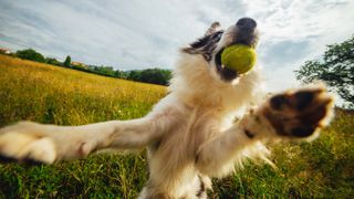 Border collie