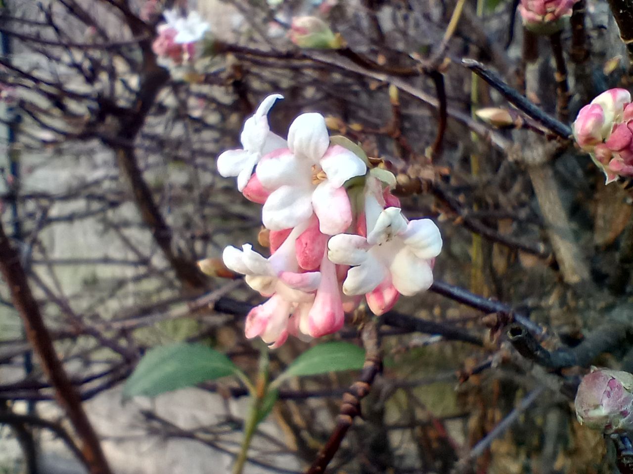 Moto G31 camera sample