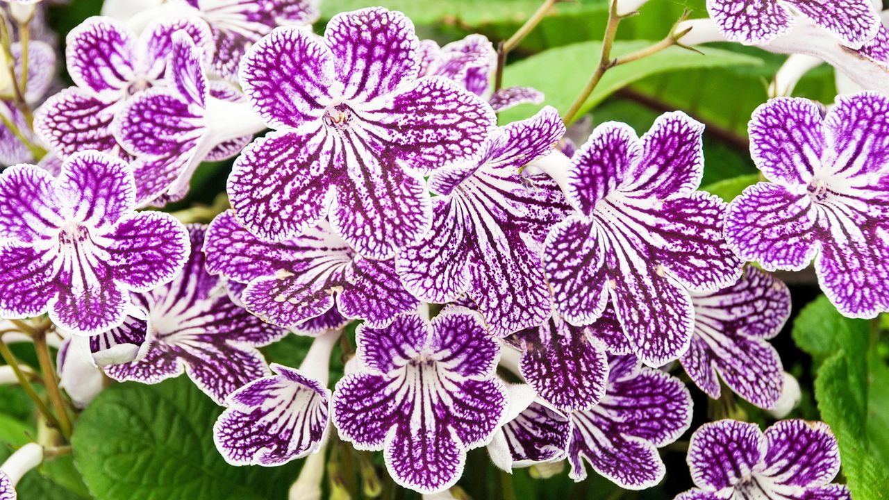 Cape primrose Streptocarpus flowers