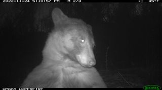 brown bear in front of wildlife camera