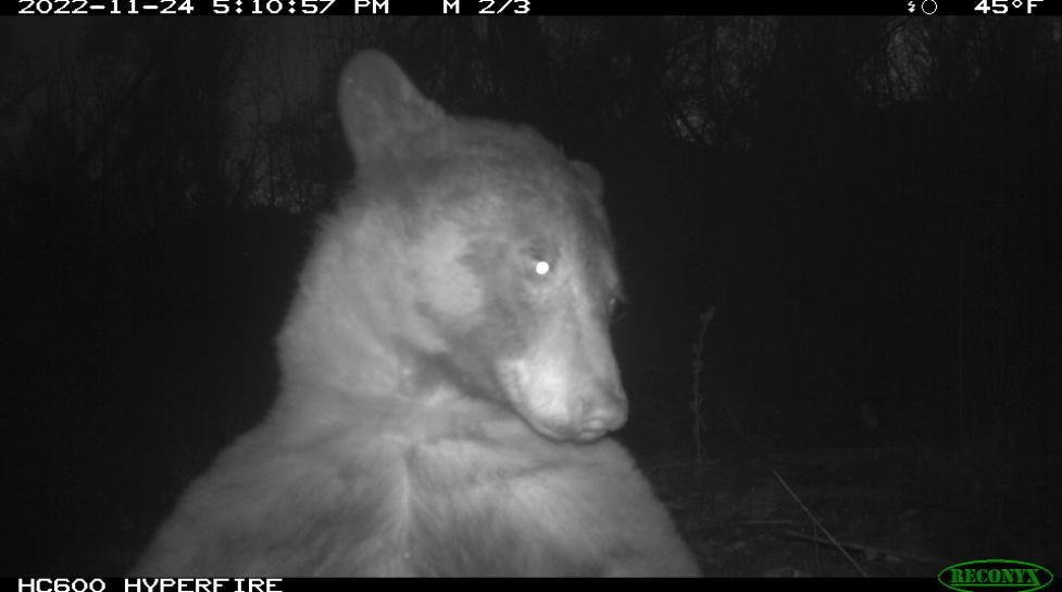 brown bear in front of wildlife camera