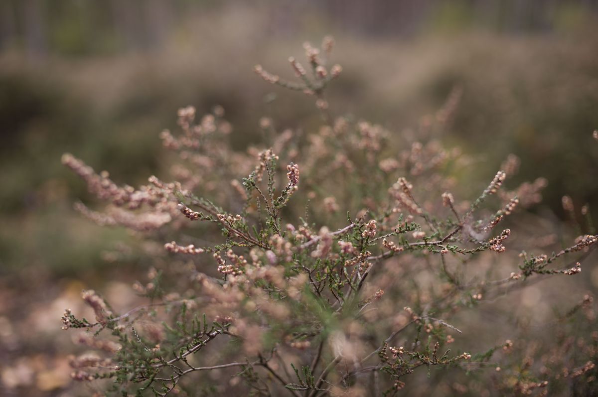 Leica M EV1 sample gallery: close up of heather