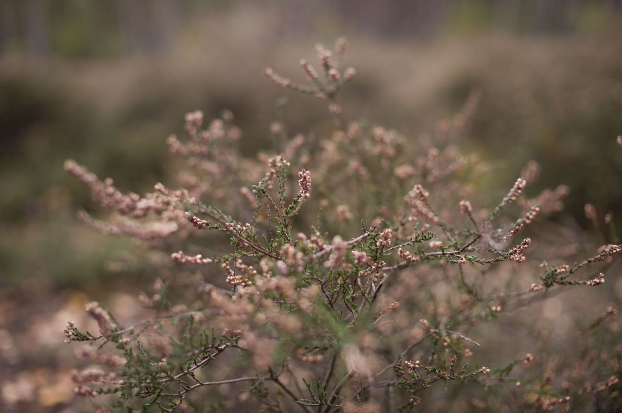 Leica M EV1 sample gallery: close up of heather
