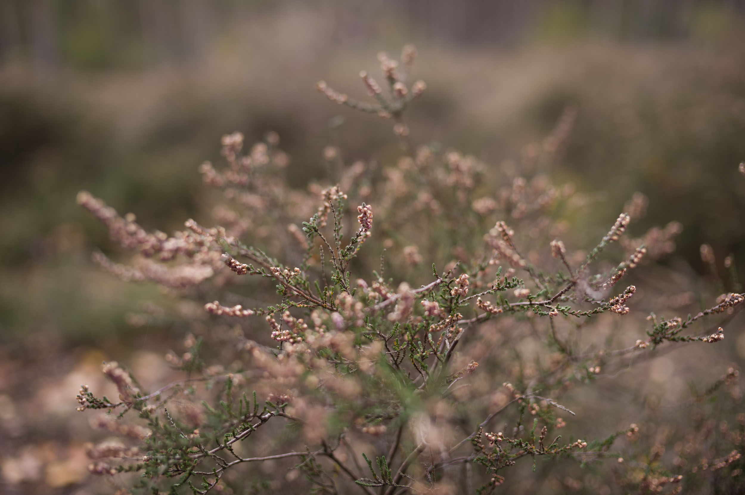 Leica M EV1 sample gallery: close up of heather