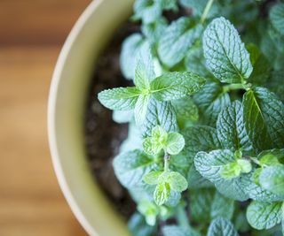 Mint growing indoors on a wooden table