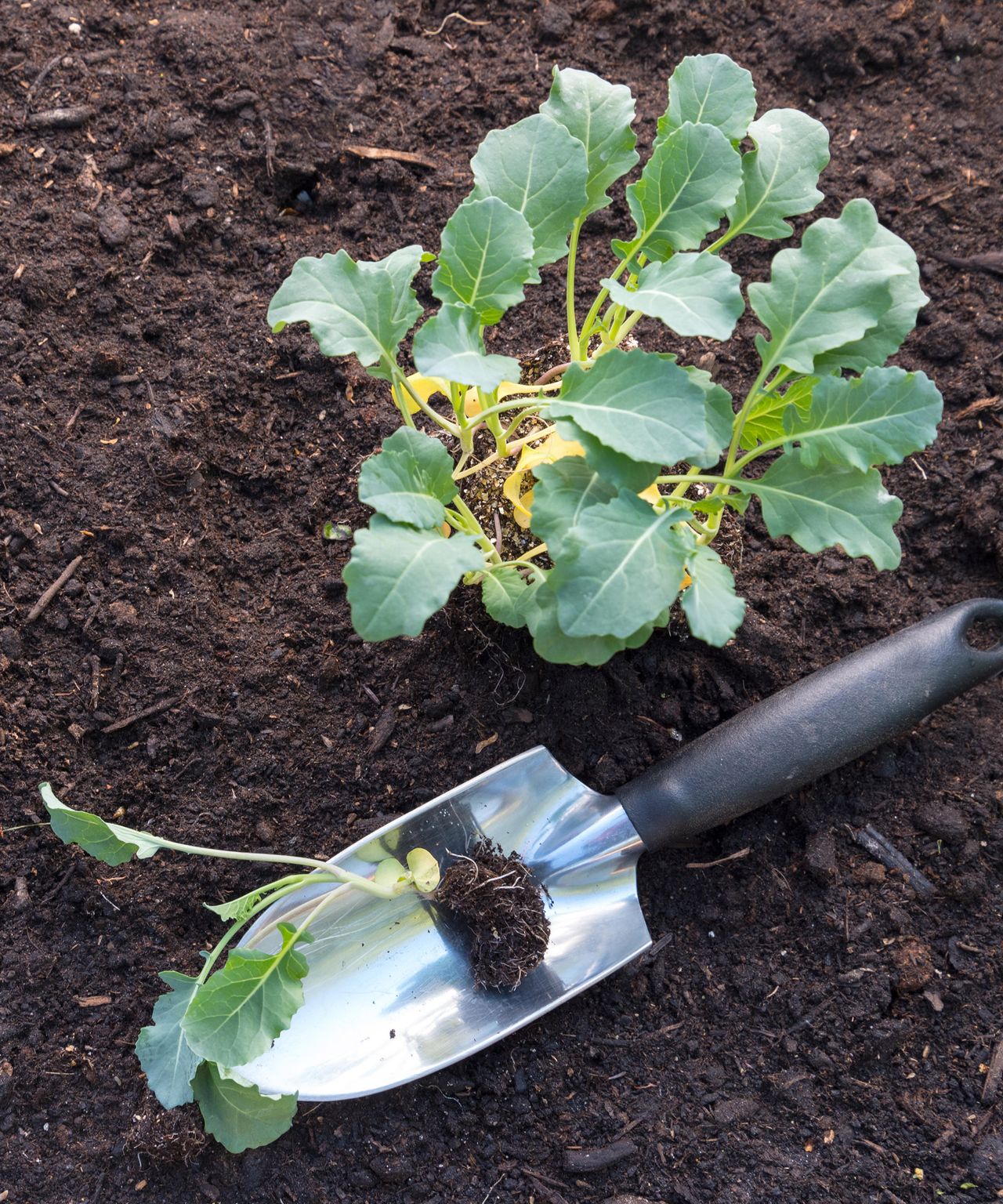 How to grow calabrese our green broccoli planting guide Gardeningetc