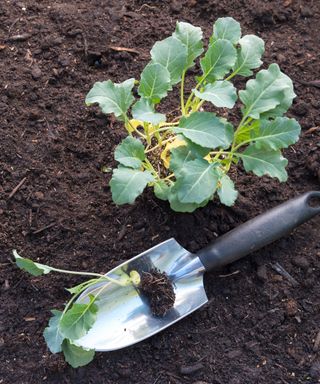how to grow calabrese: young seedlings being transplanted from seed bed to final positions