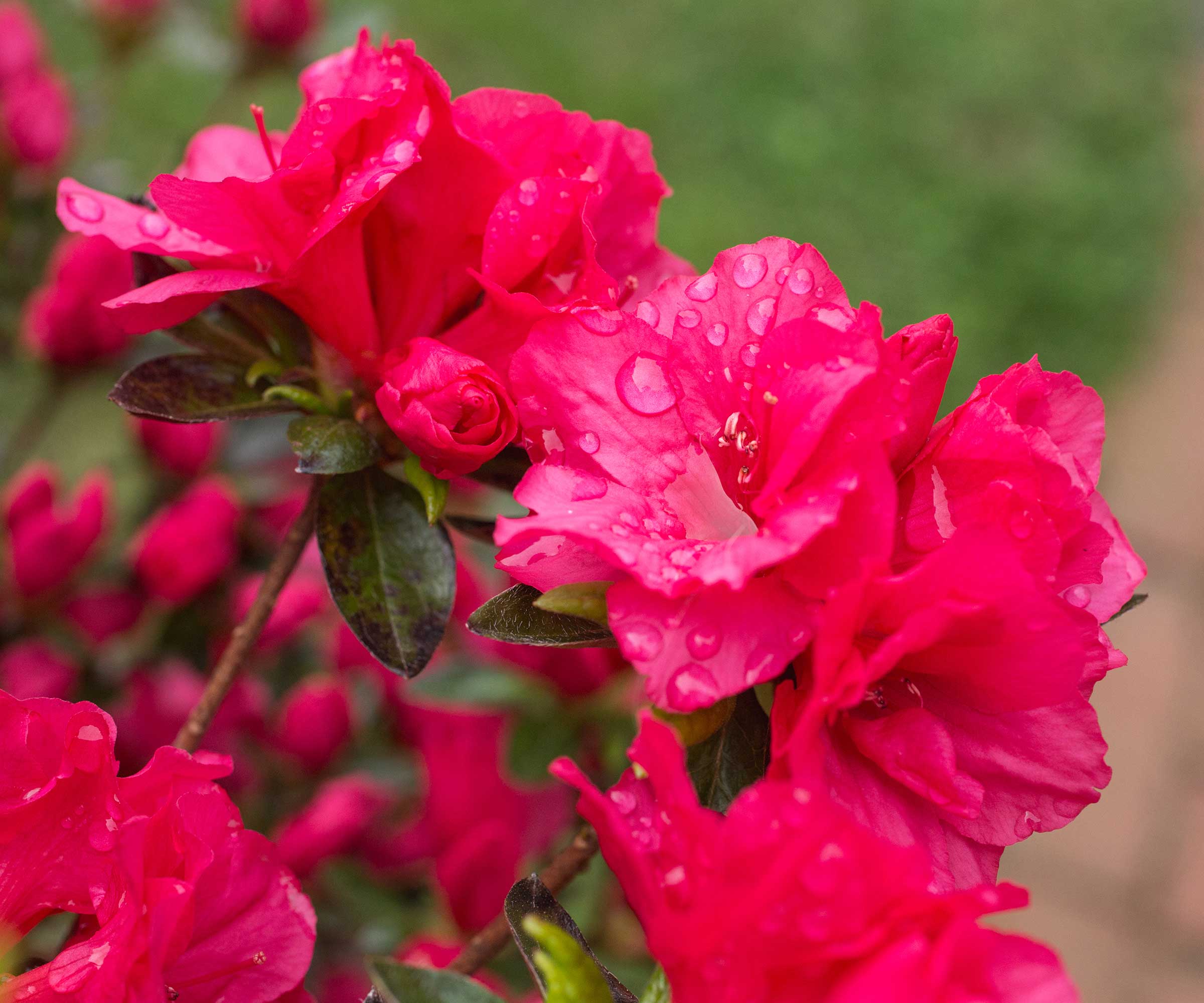 dark pink azaleas
