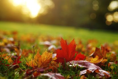 Leaves for leaf mold and leaf mulch