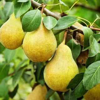 Three pears hanging off a pear tree branch