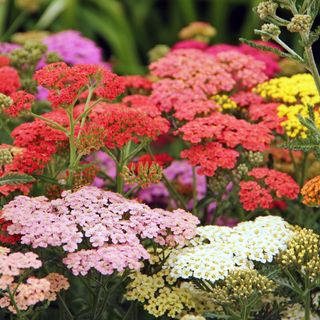 Yarrow flowers in bloom