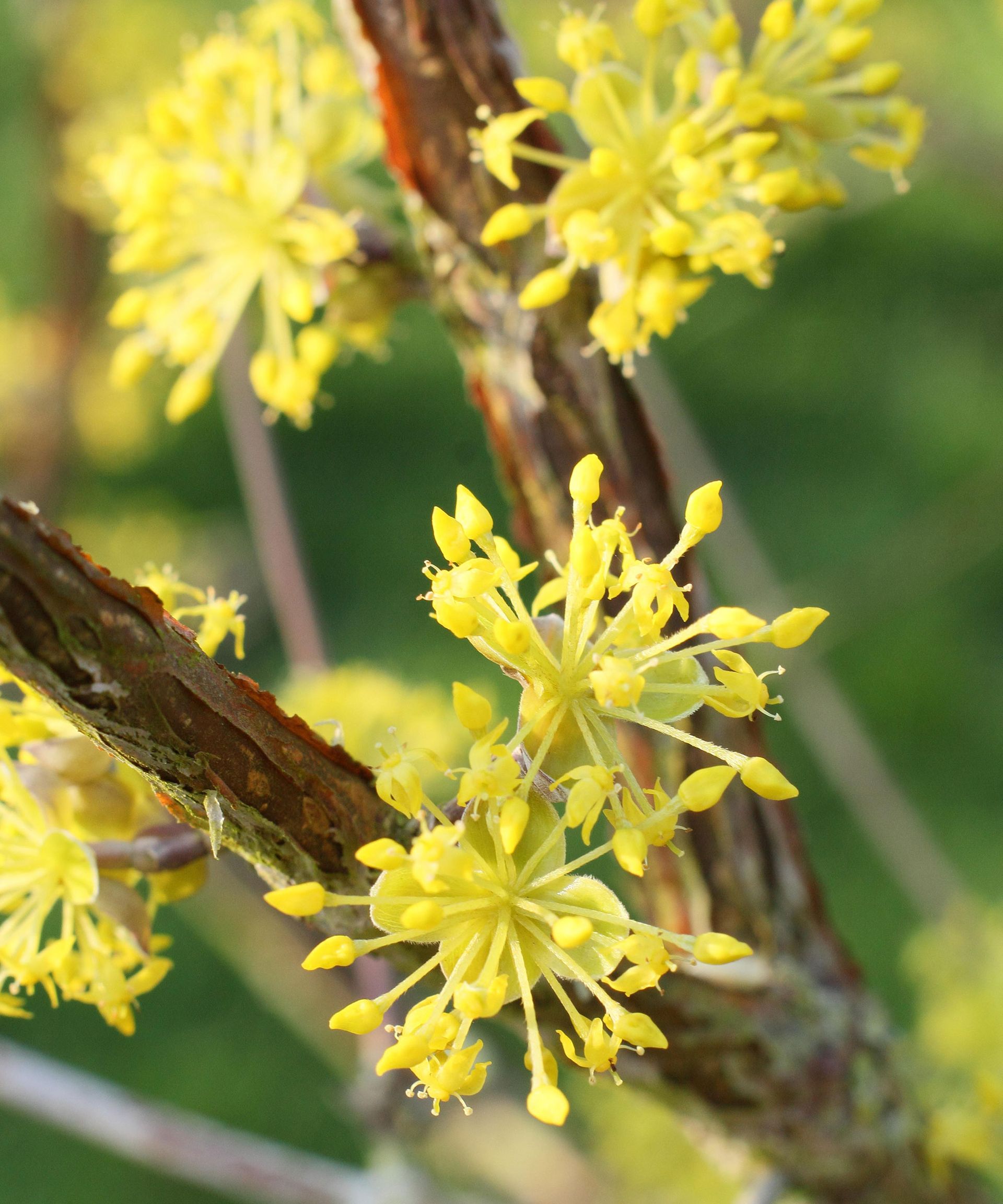 Dogwood care and growing guide: expert tips for these trees | Homes ...