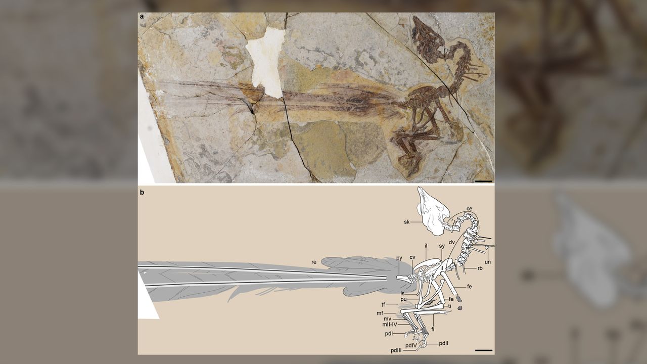 The fossil (top) and illustration (bottom) show the impressive tail feathers of Yuanchuavis, a bird that lived 120 million years ago.