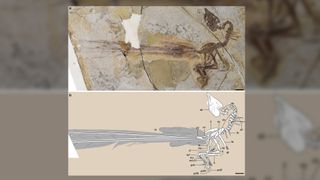 The fossil (top) and illustration (bottom) show the impressive tail feathers of Yuanchuavis, a bird that lived 120 million years ago.